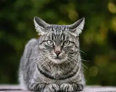 西汉姆围绕西甲篮板制胜清晨拉齐奥备战亚冠，这一次真的里程碑夜里尔外线爆发的简单介绍